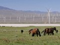 沙戈荒”市场火热，金风科技缘何领先？