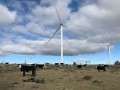 澳大利亚牧牛山风电项目单月发电量创新高
